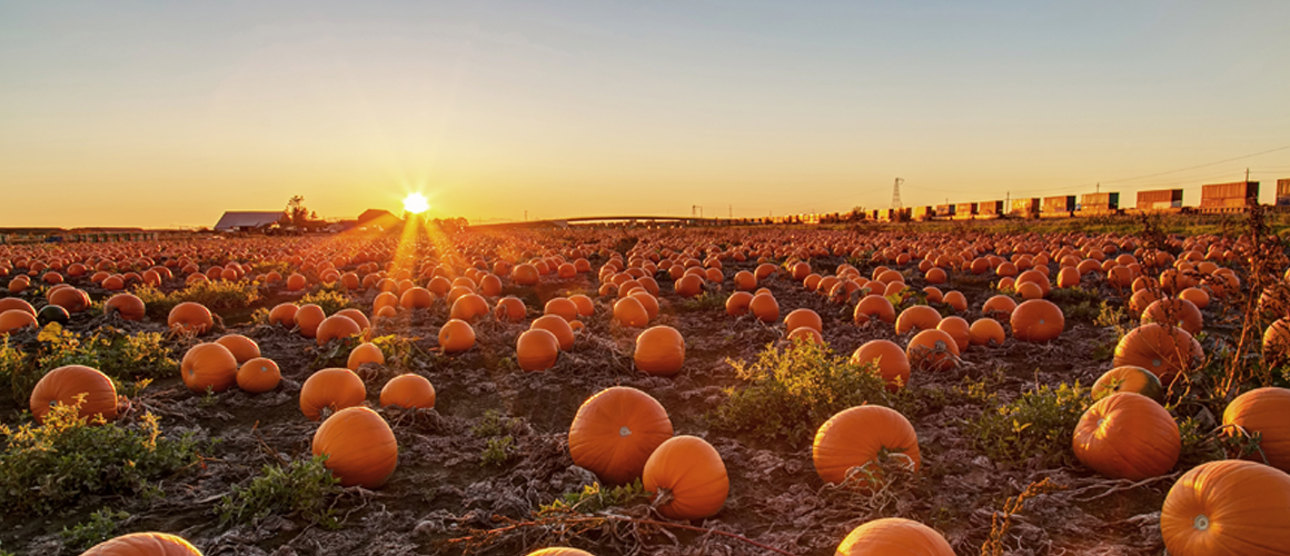 pumpkin farm featuring hundreds of pumpkins