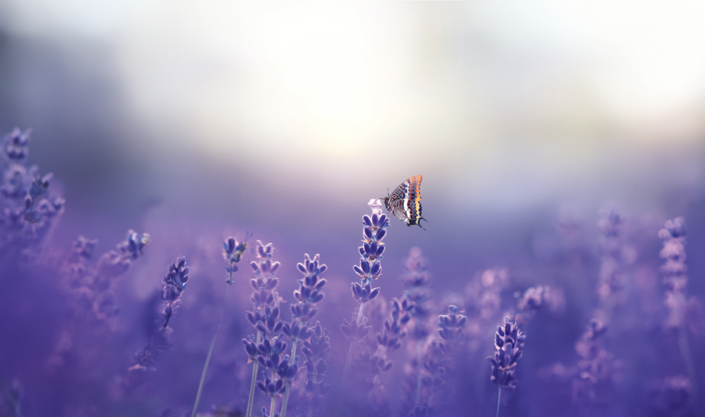 Butterfly on Lavender plants
